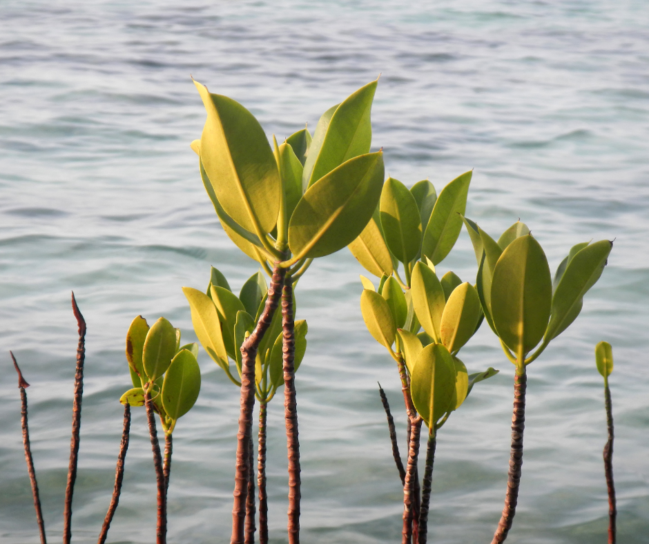 rising for people coffee plant mangrove trees in madagascar