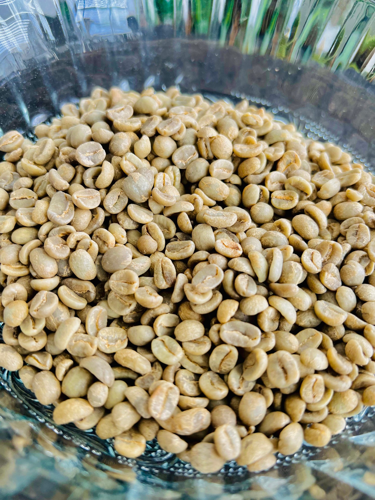 rising for people coffee green coffee beans. guatamala coffee. women owned farm