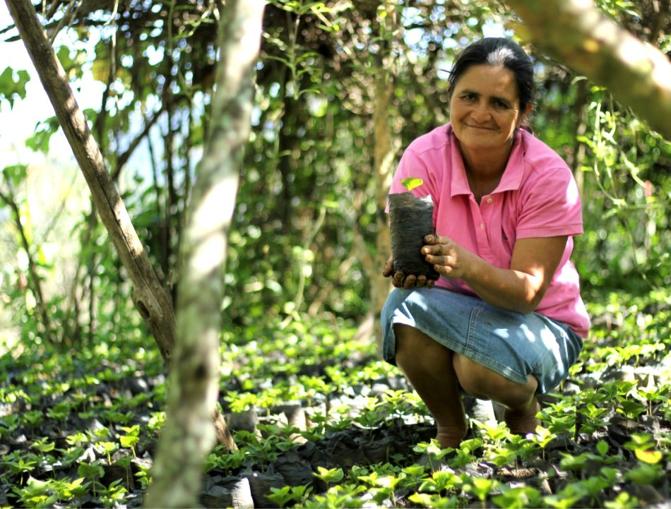 honduras green coffee beans. shop green coffee in Nevada 